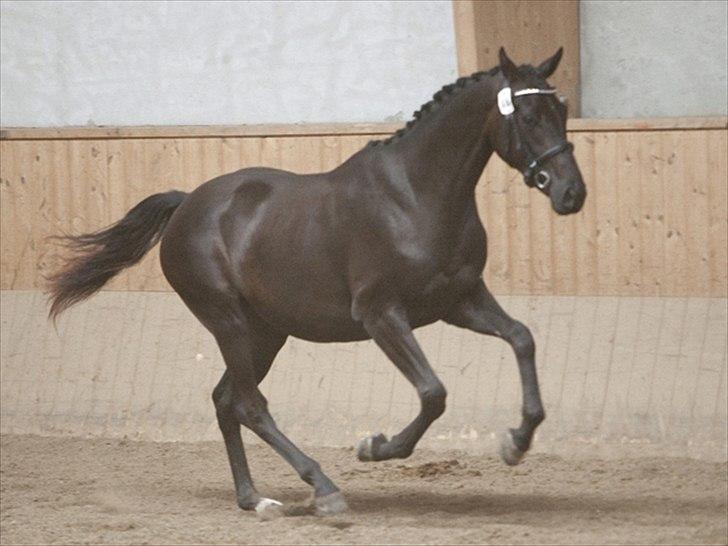 Dansk Varmblod Fabrix Festina - Fuld galop billede 2