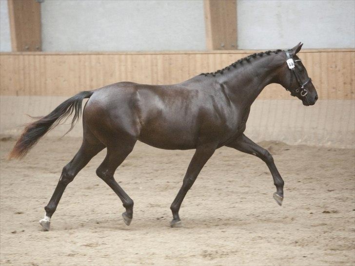 Dansk Varmblod Fabrix Festina - Hun er en smuksak billede 3