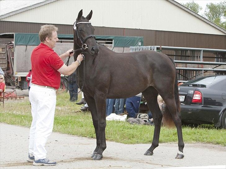 Dansk Varmblod Fabrix Festina - Her bliver hun vist frem af min far billede 4