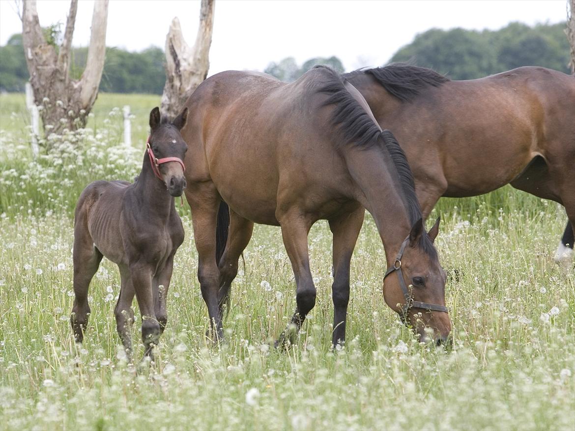 Dansk Varmblod Fabrix Festina - Her er hun sammen med sin Mor Miss Champo xx billede 6