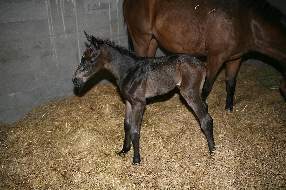 Dansk Varmblod Fabrix Festina - Helt nyfødt og oppe at stå for første gang billede 7
