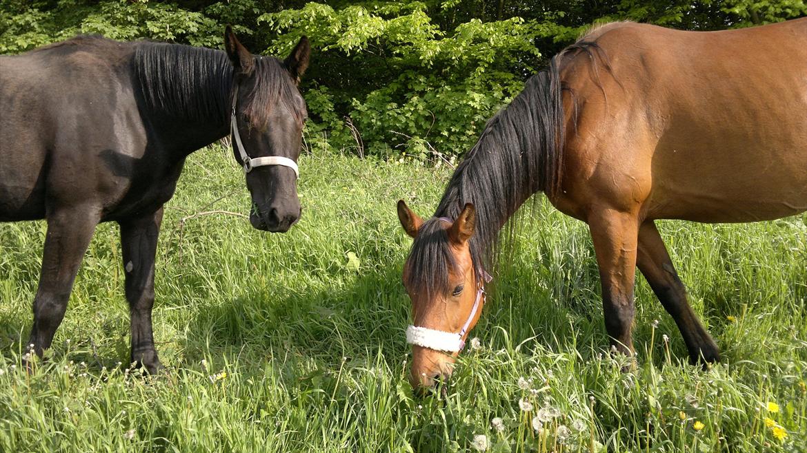 Anden særlig race Uzuri - Uzuri & Star :) billede 1