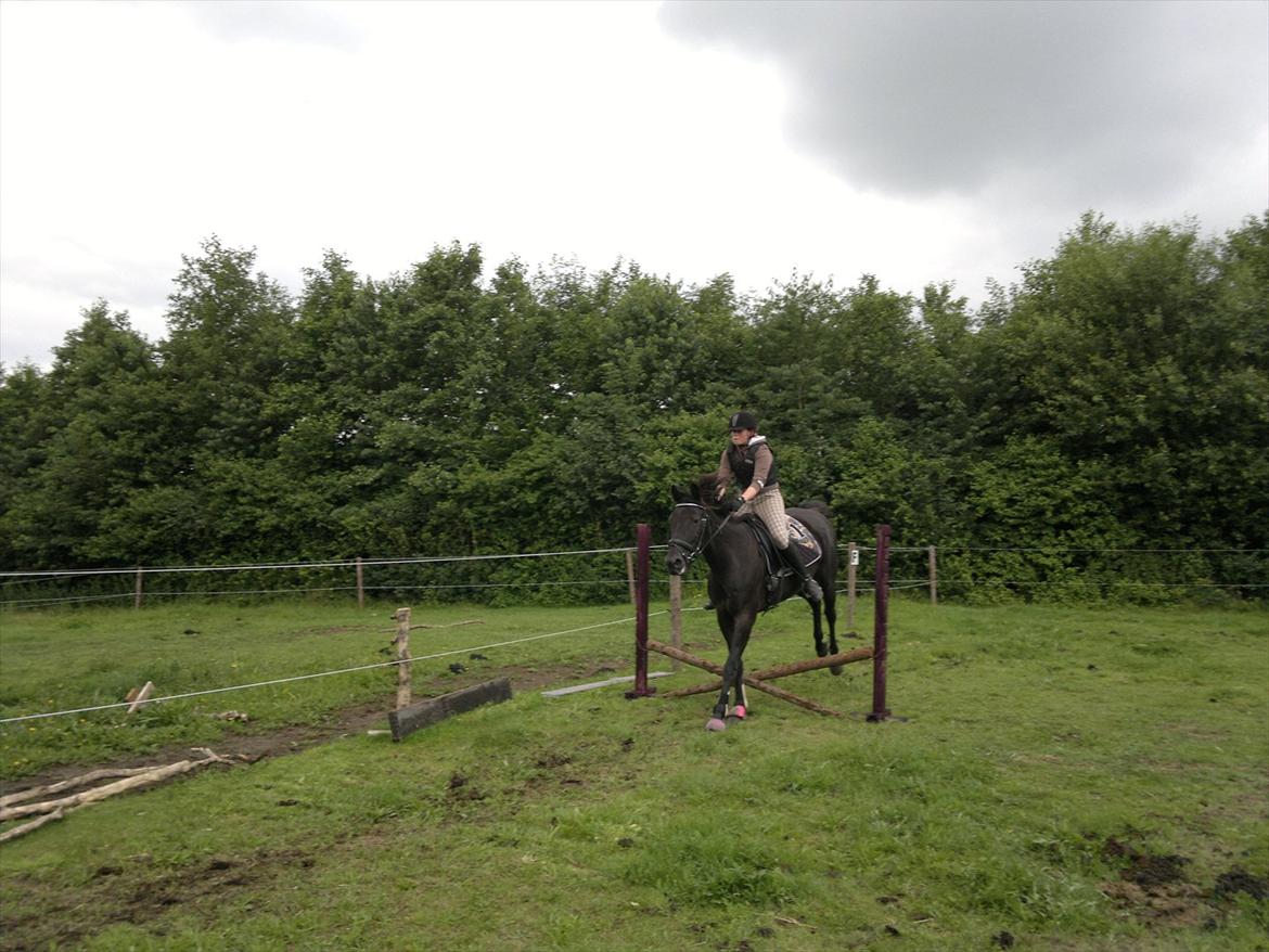 Anden særlig race Uzuri - Første gang jeg springer på hende :) billede 3