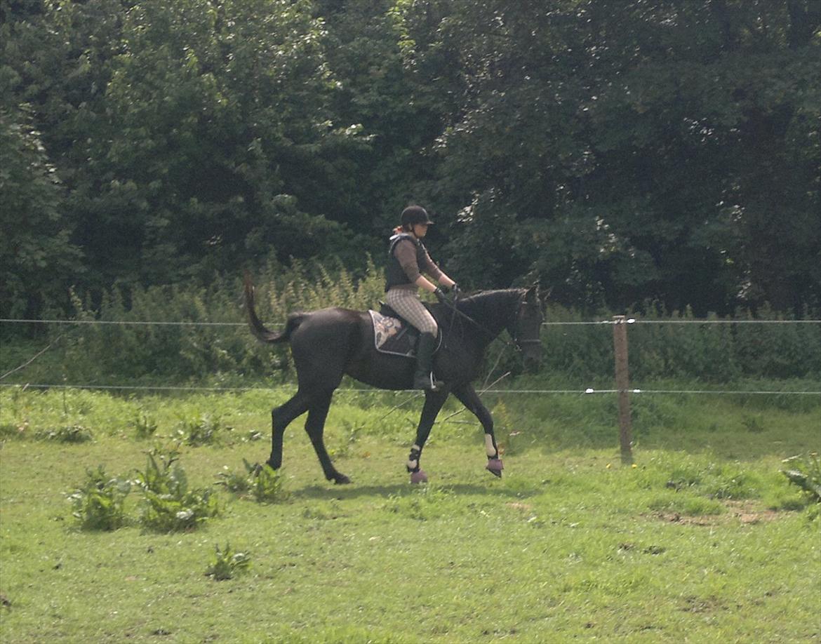 Anden særlig race Uzuri - Første gang jeg springer på hende :) billede 4