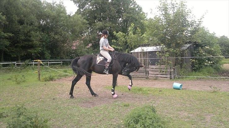 Anden særlig race Uzuri - Der sidder en hestebremser på bringen :) billede 5