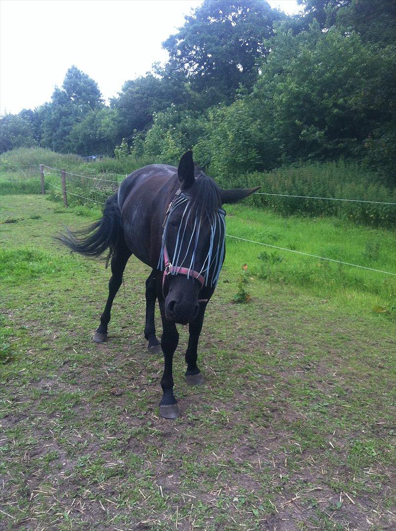 Anden særlig race Uzuri - Folden :) billede 6