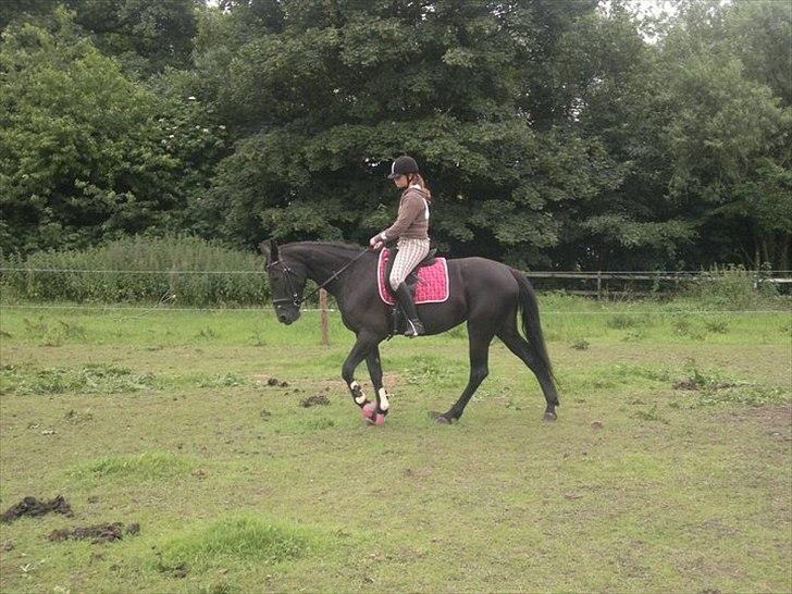 Anden særlig race Uzuri - Dressur :) billede 7