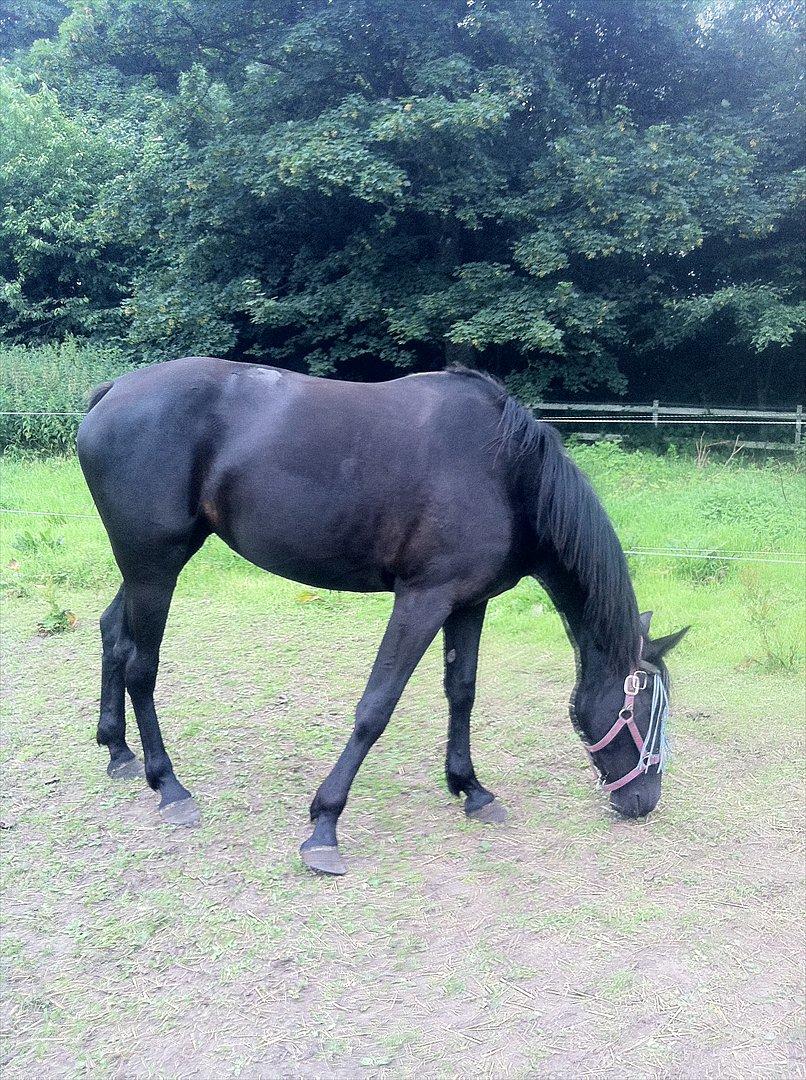 Anden særlig race Uzuri - Folden :) billede 8