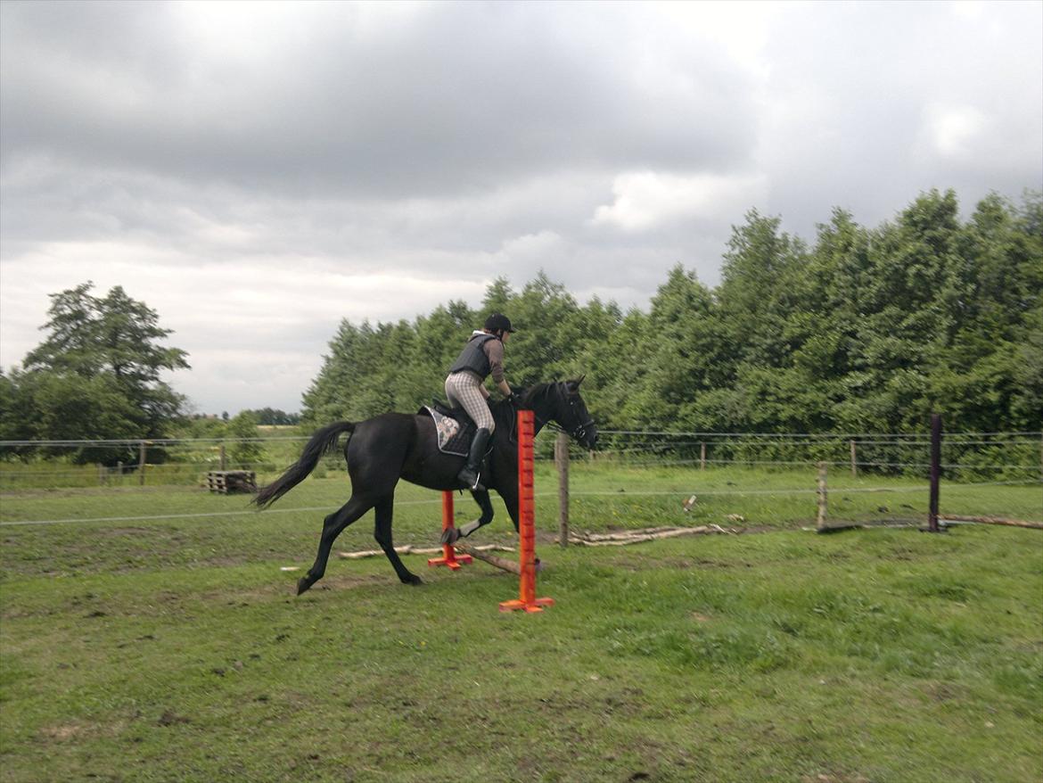 Anden særlig race Uzuri - Første gang jeg springer på hende :) billede 9