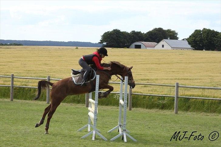 Welsh Pony af Cob-type (sec C) bloklands melina r.i.p billede 9