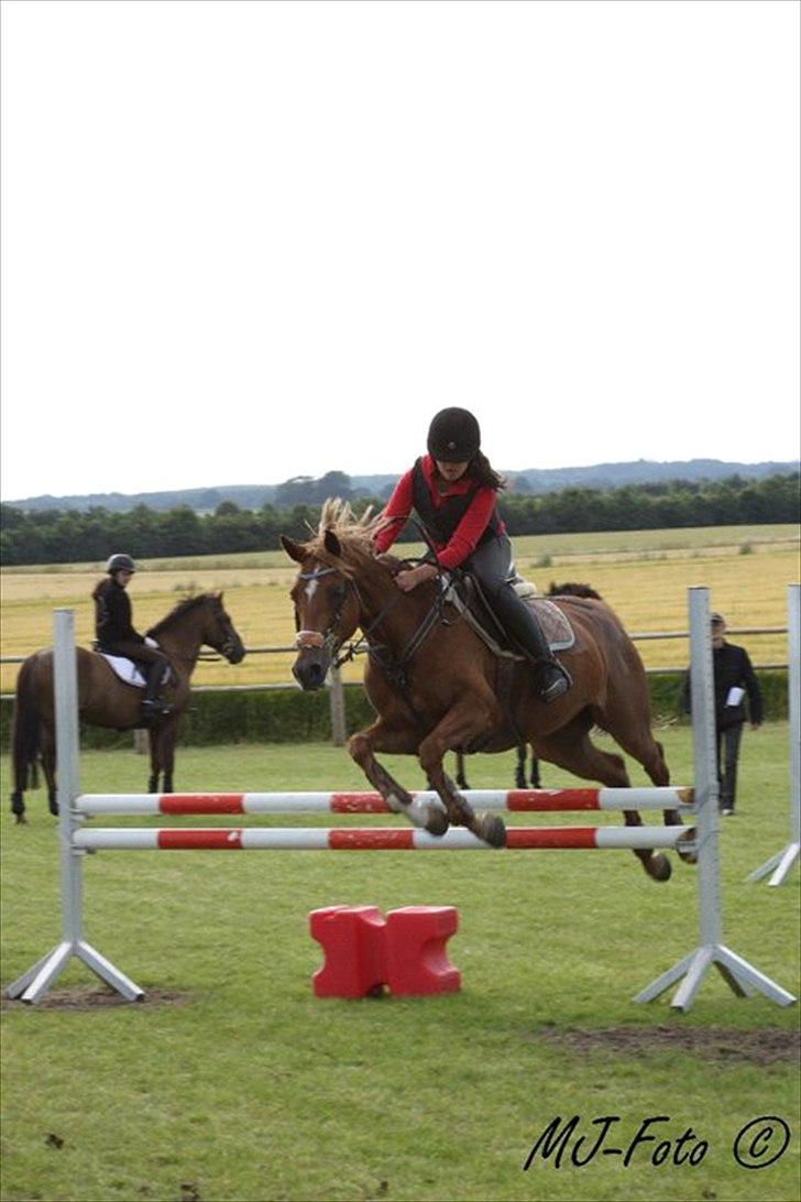 Welsh Pony af Cob-type (sec C) bloklands melina r.i.p billede 11