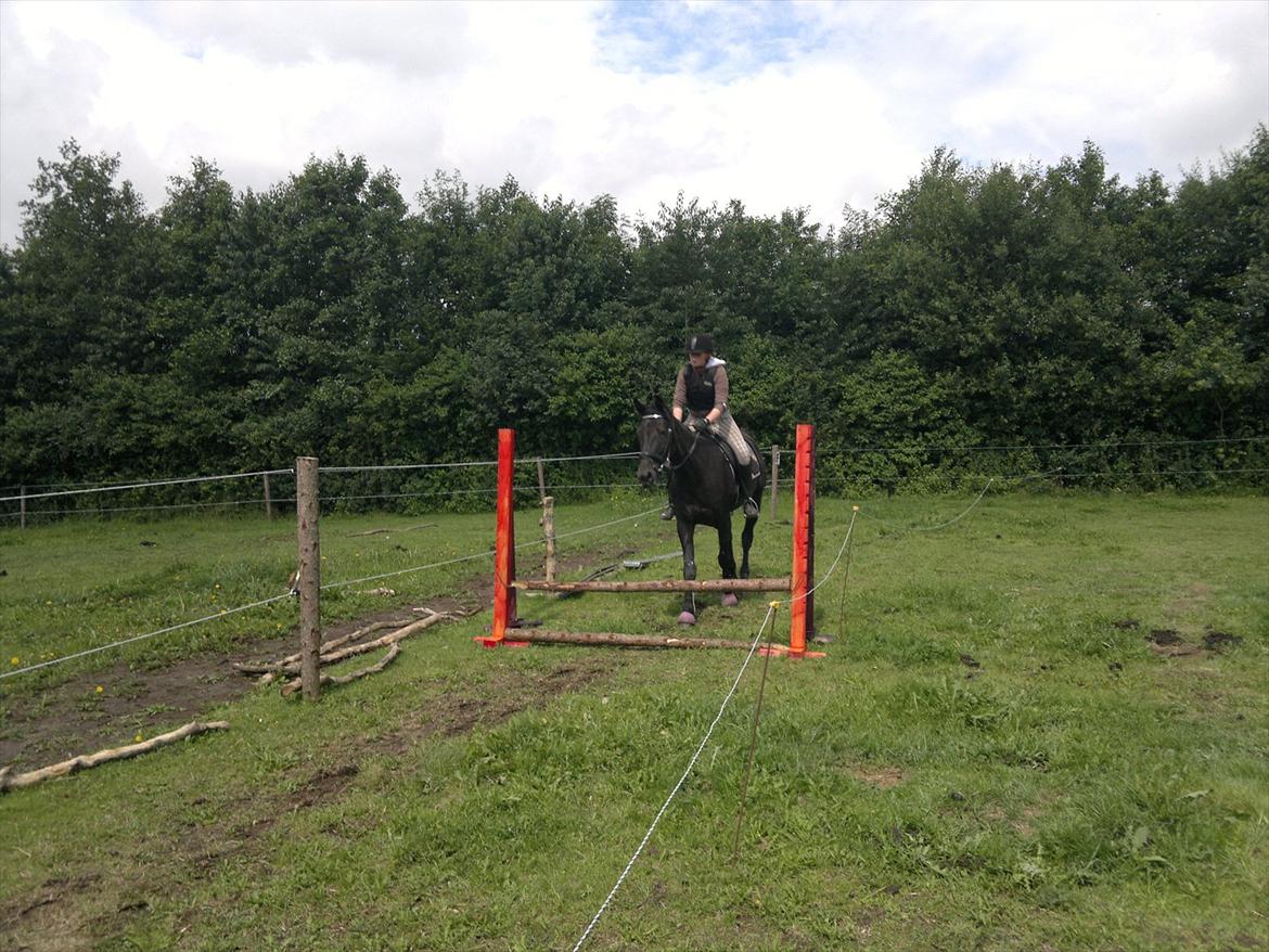 Anden særlig race Uzuri - Første gang jeg springer på hende :) billede 11