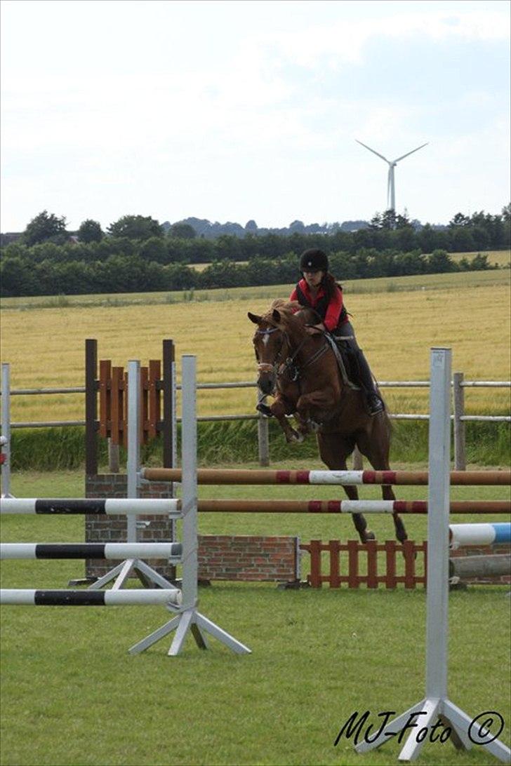 Welsh Pony af Cob-type (sec C) bloklands melina r.i.p billede 12