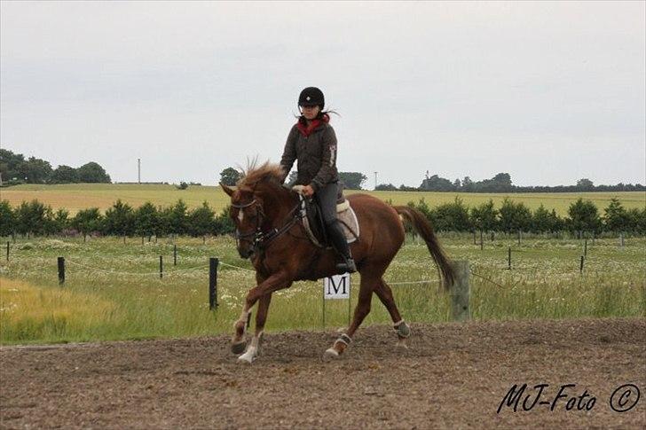 Welsh Pony af Cob-type (sec C) bloklands melina r.i.p billede 13