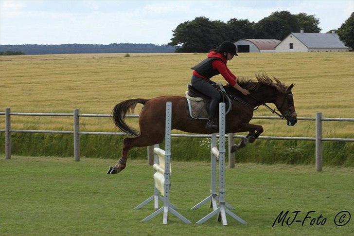 Welsh Pony af Cob-type (sec C) bloklands melina r.i.p billede 14