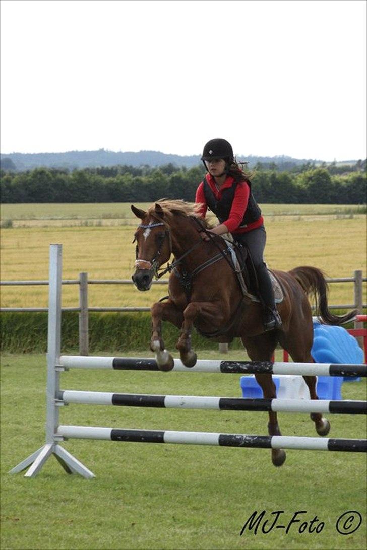 Welsh Pony af Cob-type (sec C) bloklands melina r.i.p billede 16