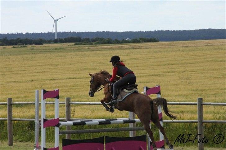 Welsh Pony af Cob-type (sec C) bloklands melina r.i.p billede 17