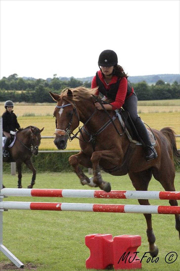 Welsh Pony af Cob-type (sec C) bloklands melina r.i.p billede 18