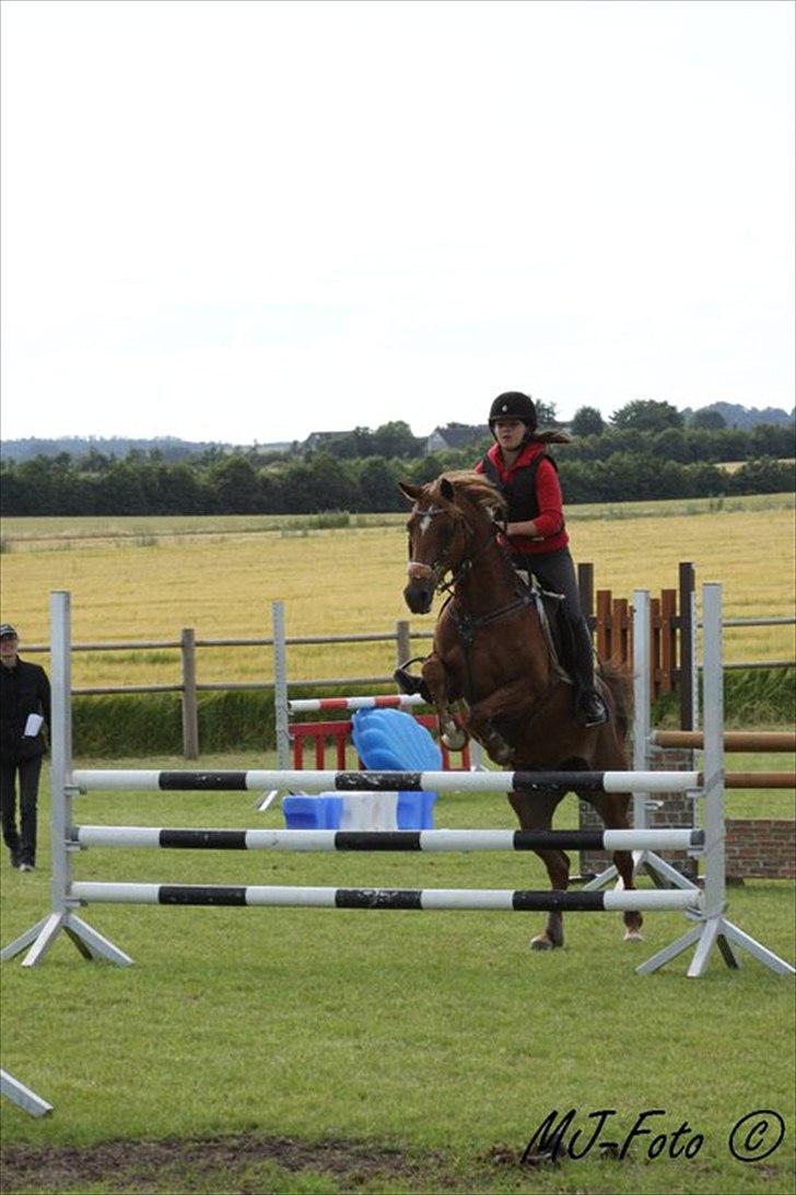 Welsh Pony af Cob-type (sec C) bloklands melina r.i.p billede 19