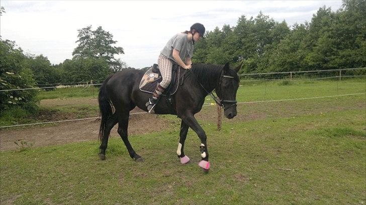 Anden særlig race Uzuri - Dressur billede 13