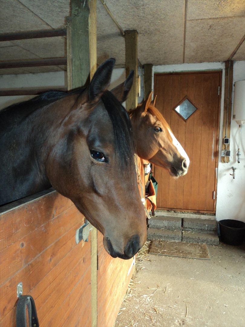 Quarter Peppys Smart Player billede 8