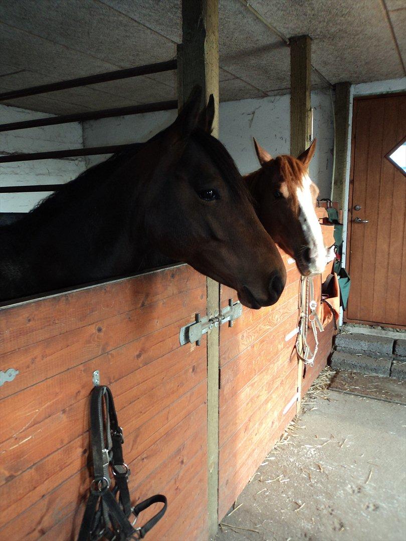 Quarter Peppys Smart Player billede 9