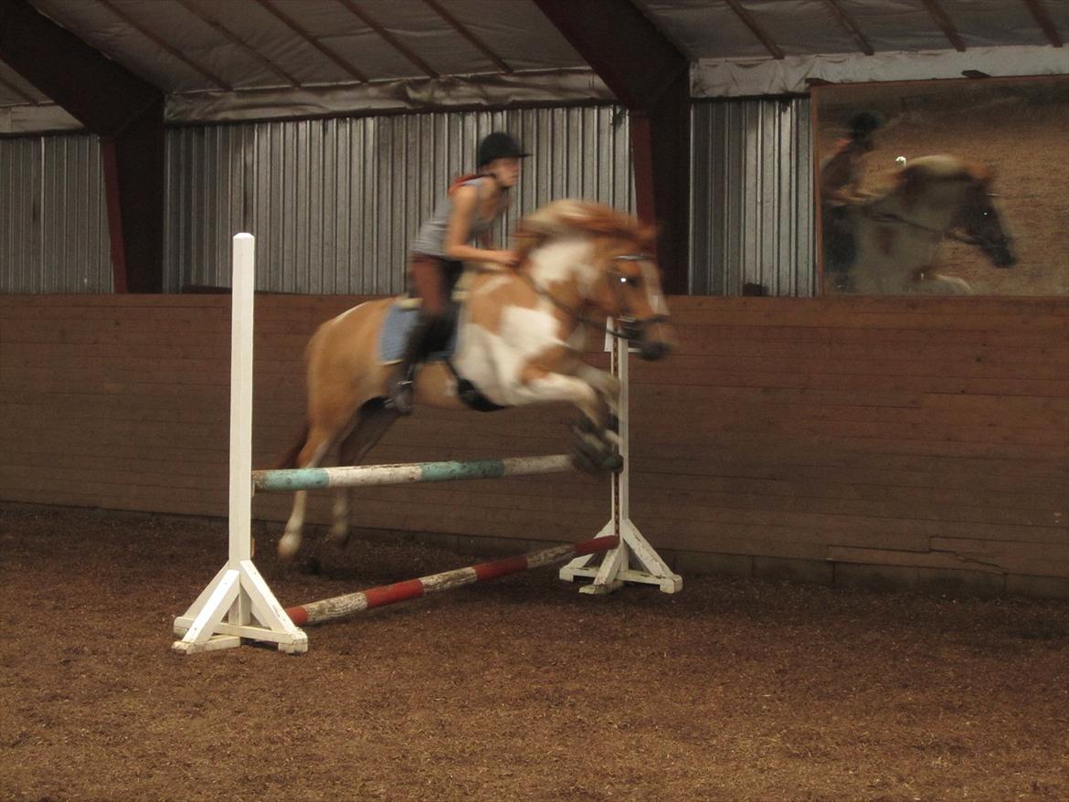 Anden særlig race Felix  - Lærke og Felix i spring :)
 billede 18