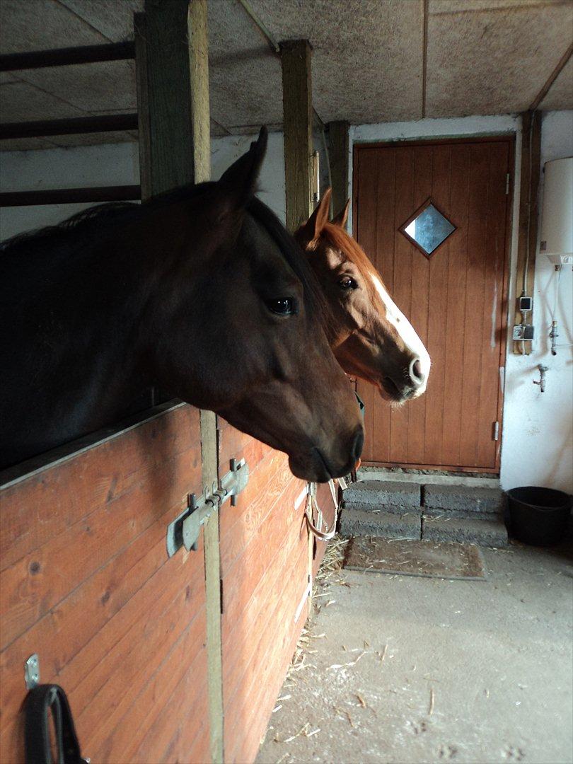 Quarter Peppys Smart Player billede 10