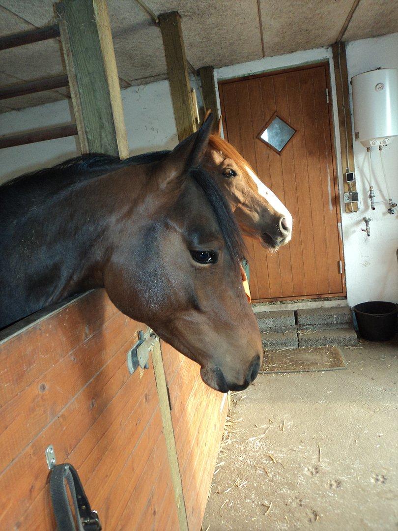 Quarter Peppys Smart Player billede 11