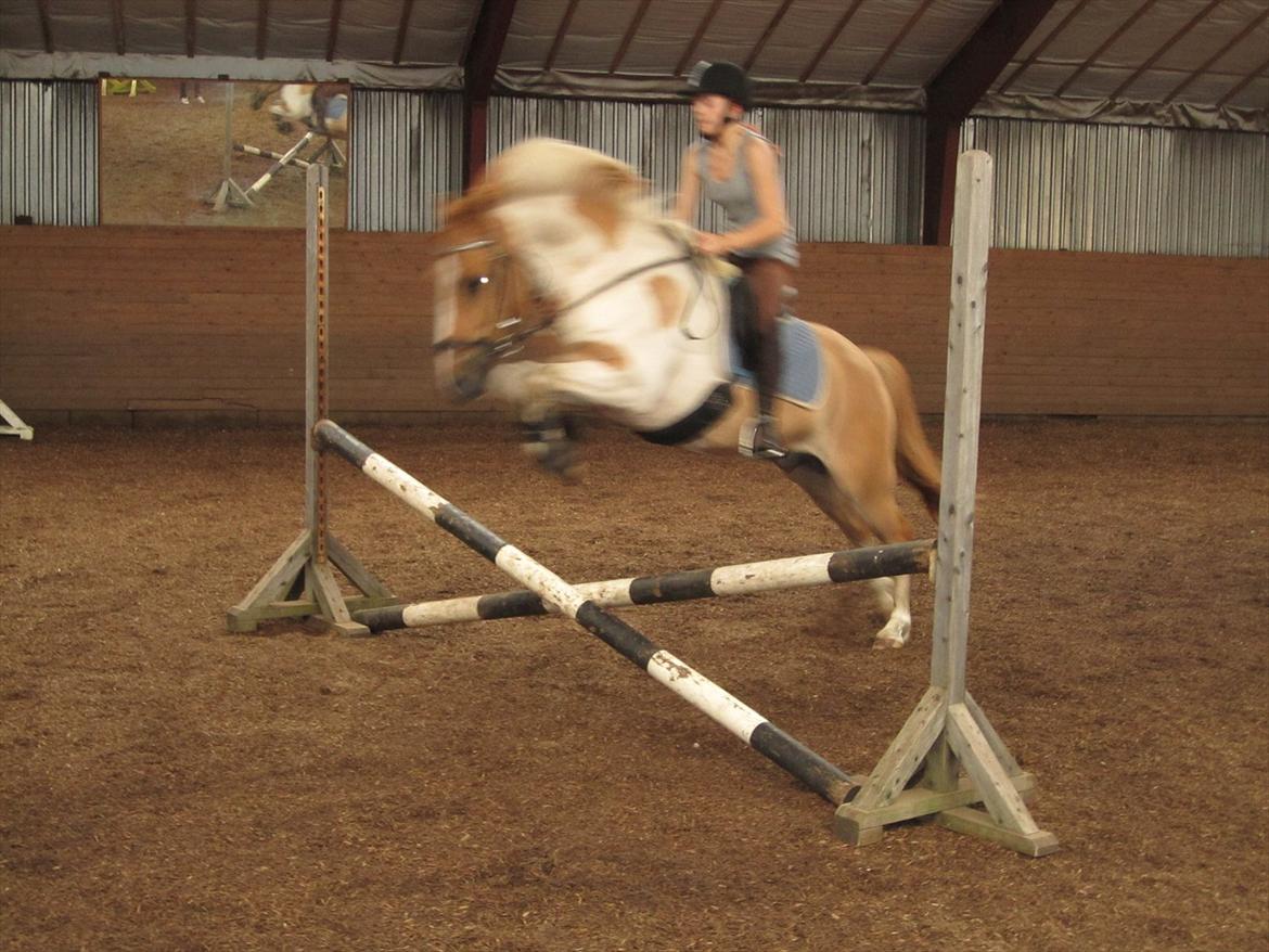 Anden særlig race Felix  - Lærke og Felix i spring :) billede 19