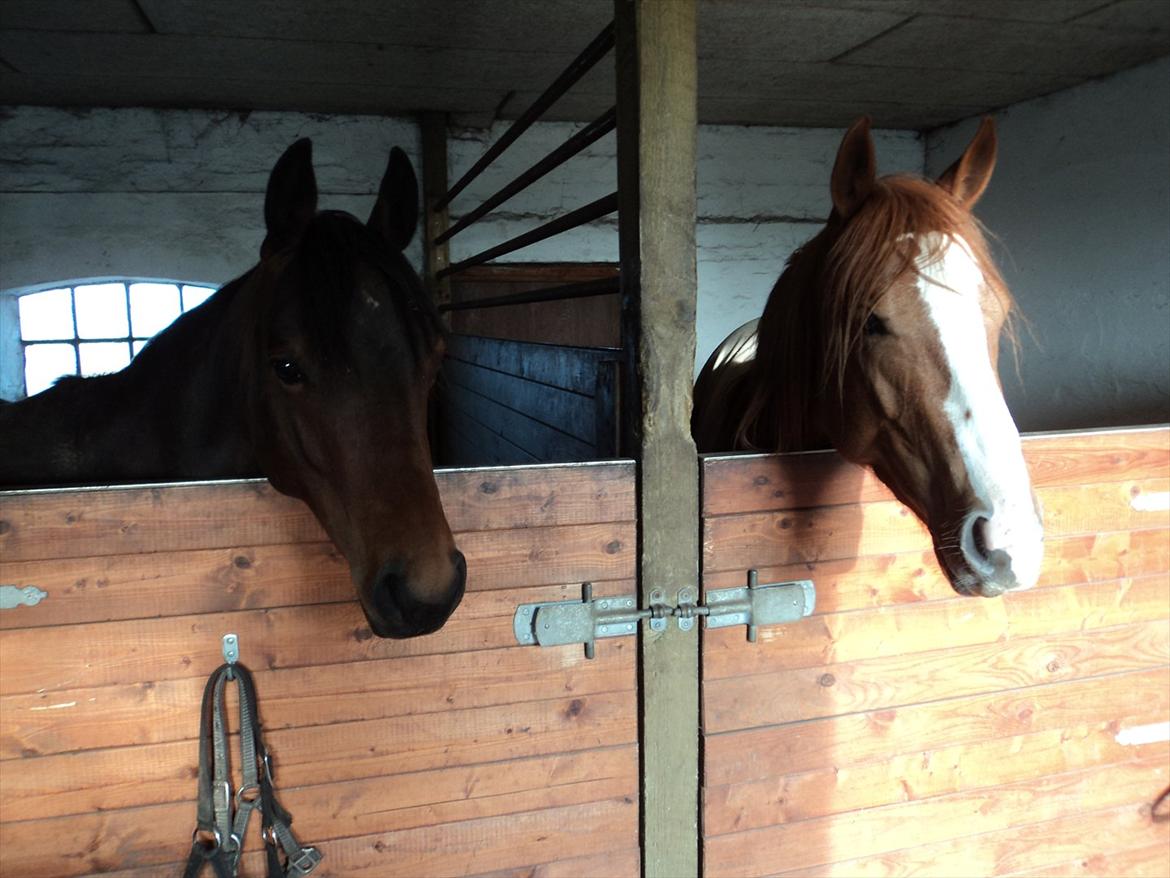 Quarter Peppys Smart Player billede 12