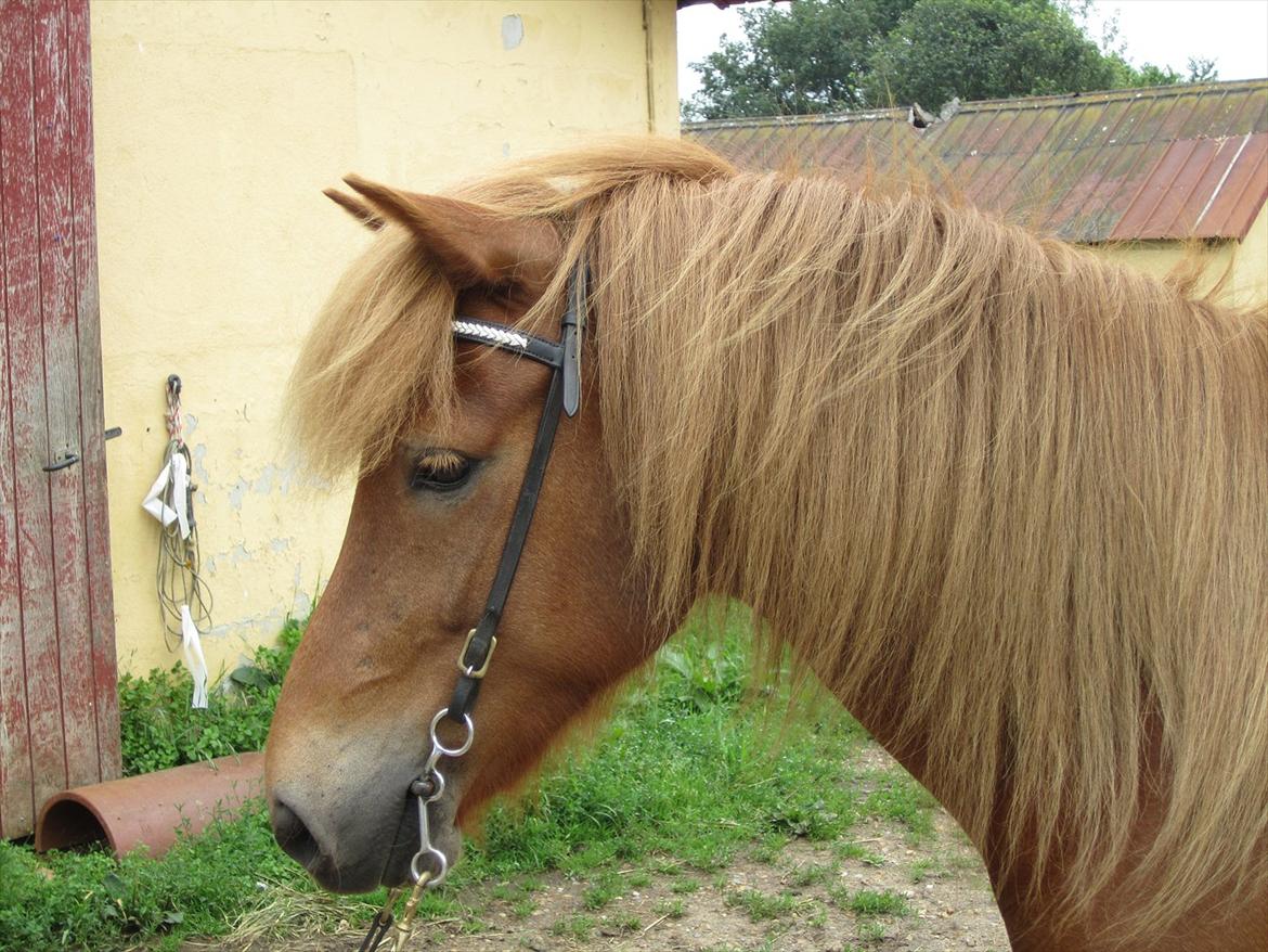 Islænder dúfa fra Lilkjær billede 13