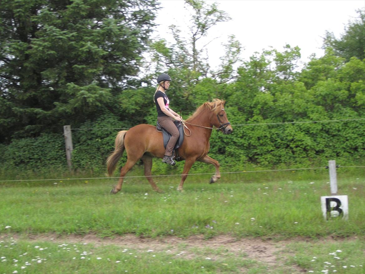 Islænder dúfa fra Lilkjær billede 14