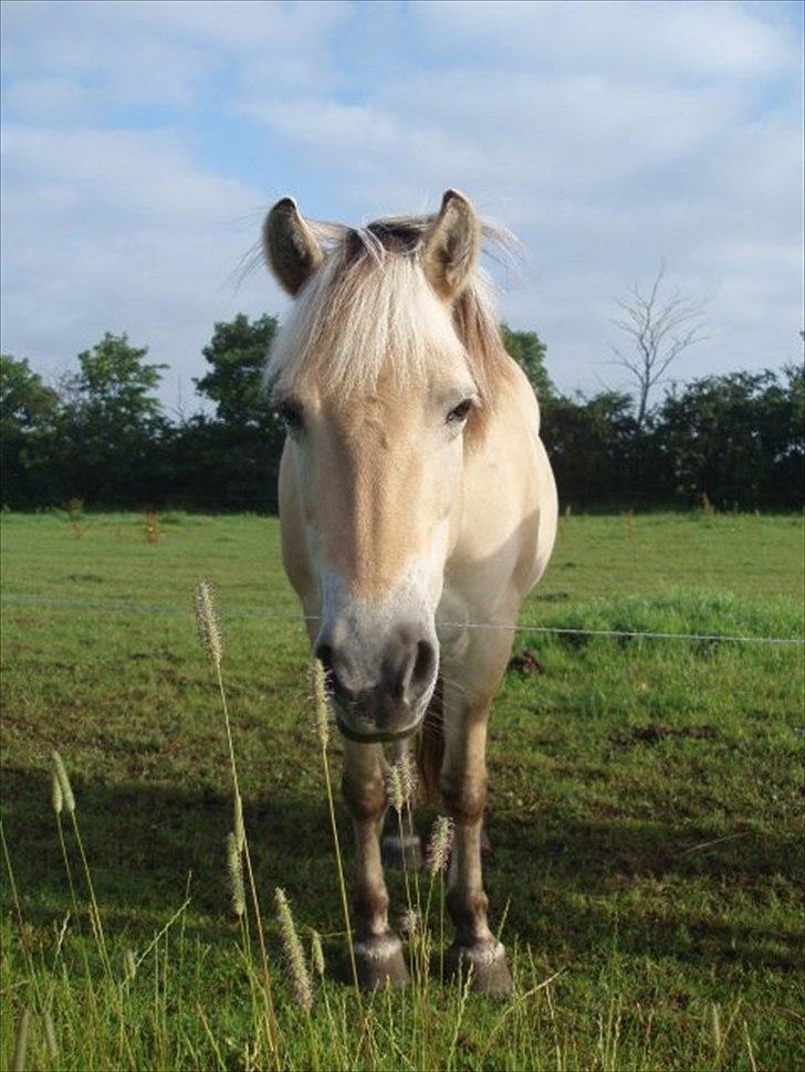 Fjordhest Heidi billede 2