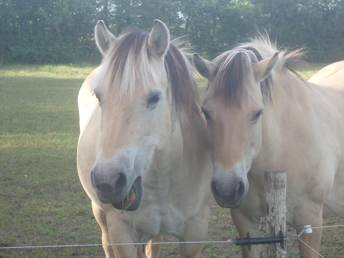 Fjordhest Heidi billede 3