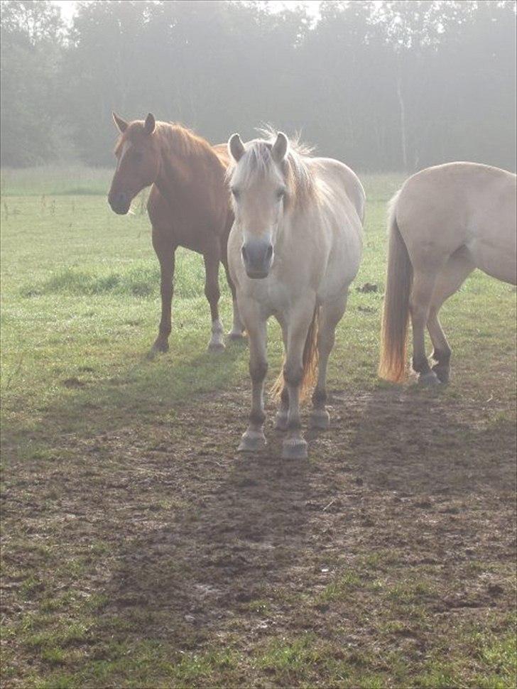 Fjordhest Heidi billede 1