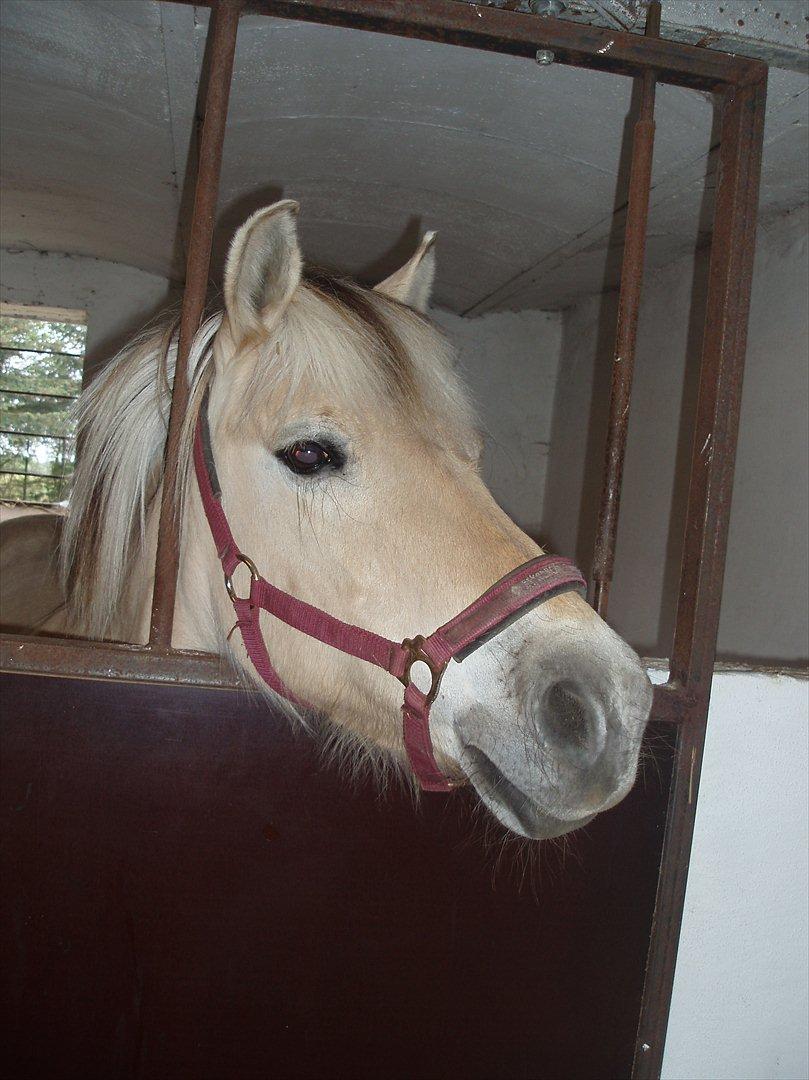 Fjordhest Heidi billede 4