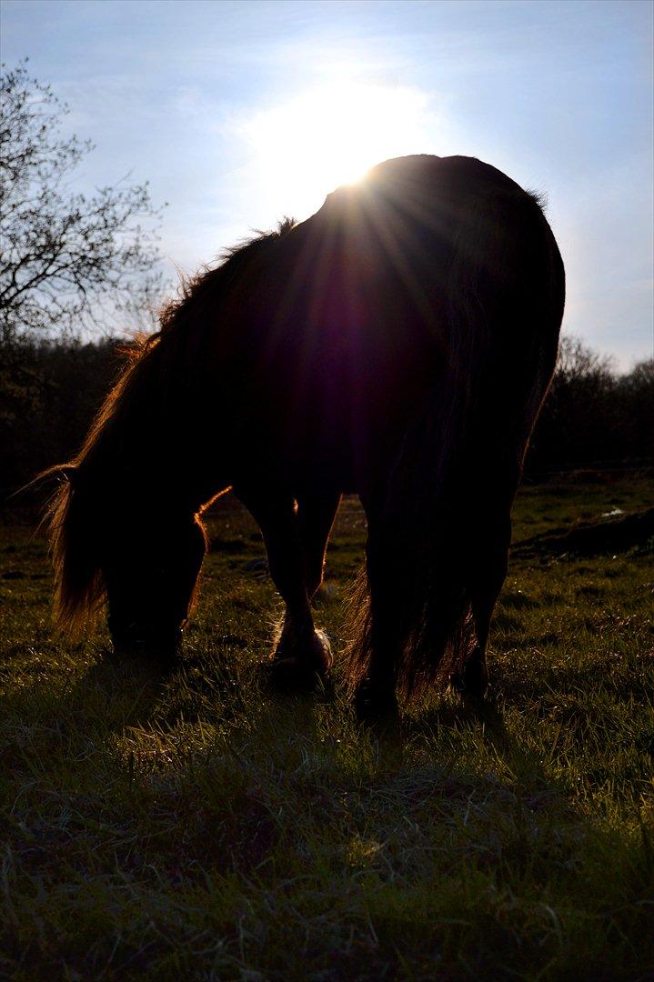 Shetlænder † Pjuske aka. Rufus af Rønhøj † - 13. april, 2011 - <3 Elsker ham simpelthen. Han er min guldklump, min juvel, min rubin, min diamant, mit største ejer og ikke mindst dejligste. :') Jeg VIL ikke undvære ham! billede 7