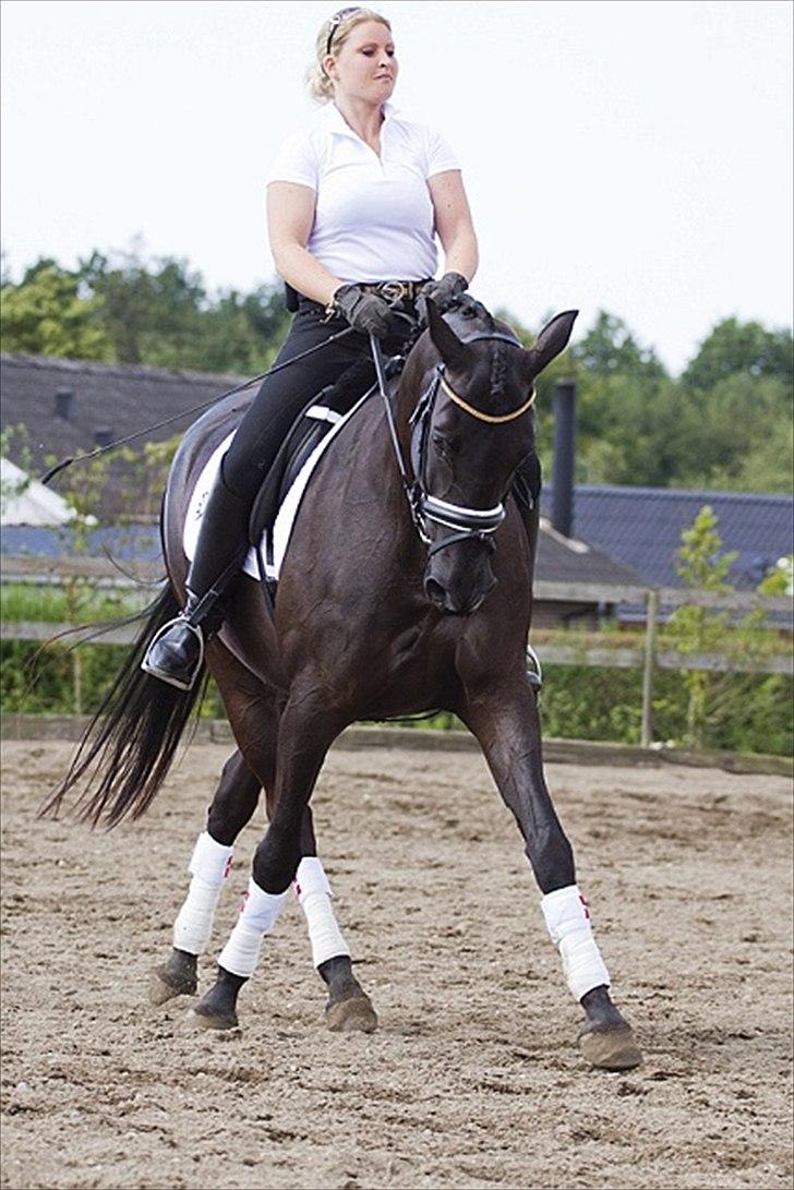 Trakehner Oriss billede 18