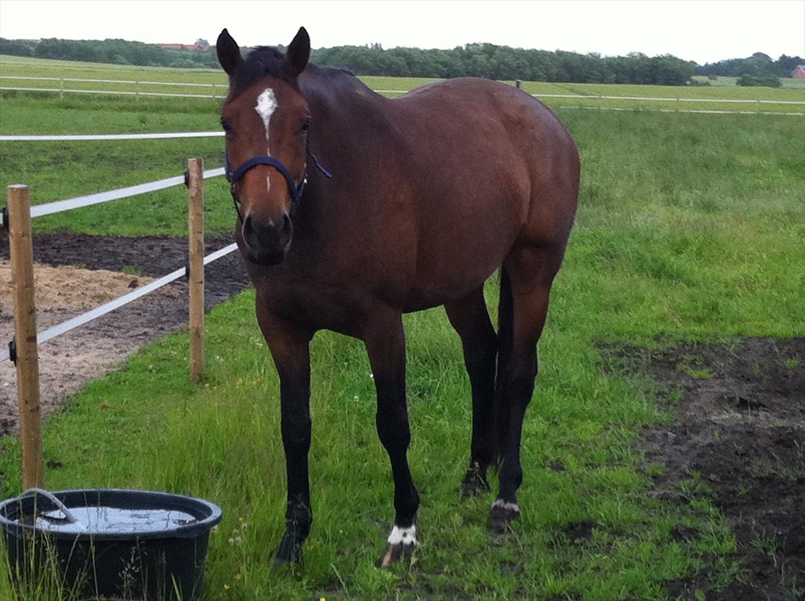 Dansk Varmblod Wolhøjgaards Palira billede 2