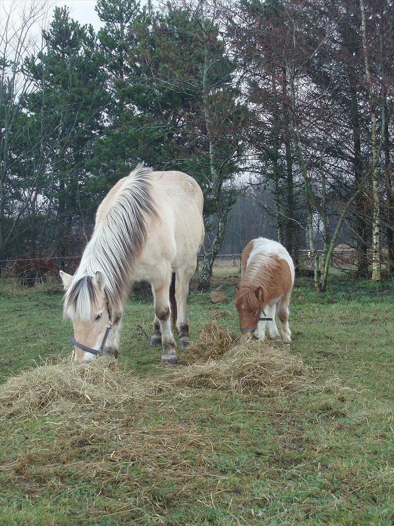 Fjordhest Heidi - Heidi passer godt på lille Papaya... billede 5