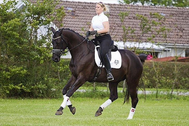 Trakehner Oriss billede 19