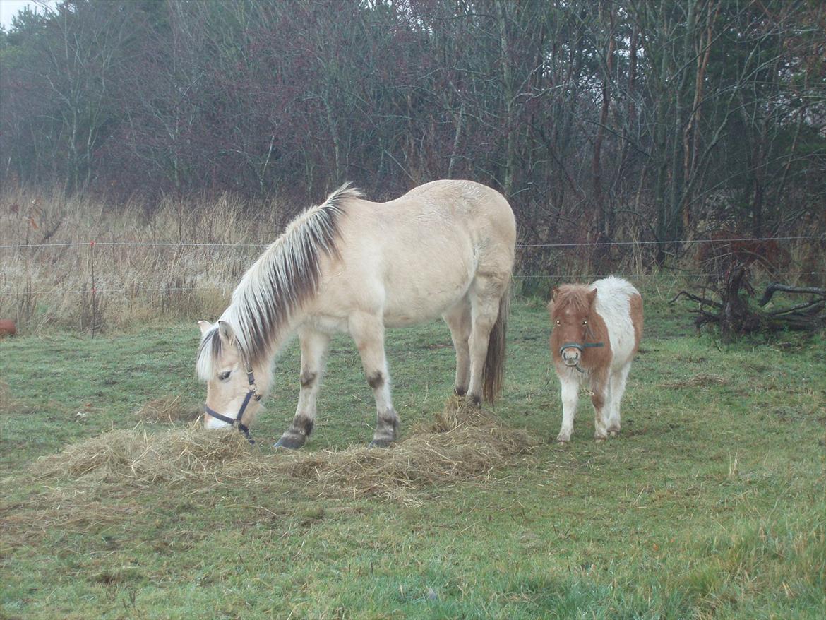 Fjordhest Heidi - Spiser lige lidt hø sammen med Papaya... billede 6