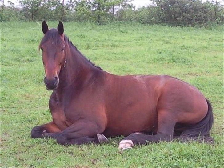 Oldenborg Taison billede 2