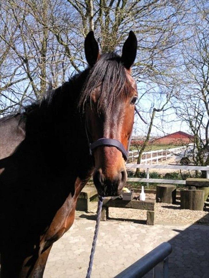 Oldenborg Taison billede 6