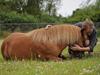 Anden særlig race |Beauty [Tidl. hest]