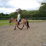 Anden særlig race Woody Boy