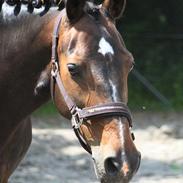 Hollandsk Sportspony Mistery Girl <3 R.I.P