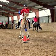 Haflinger Luca