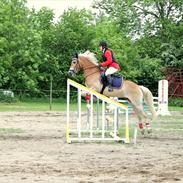 Haflinger Luca